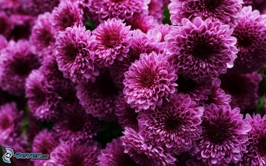 Chrysanthèmes, fleurs violettes