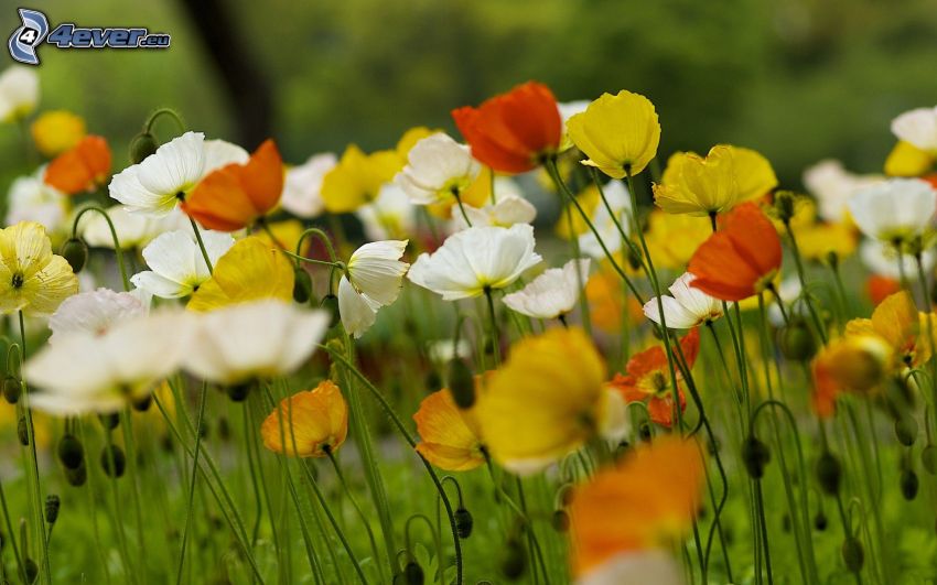 coquelicot