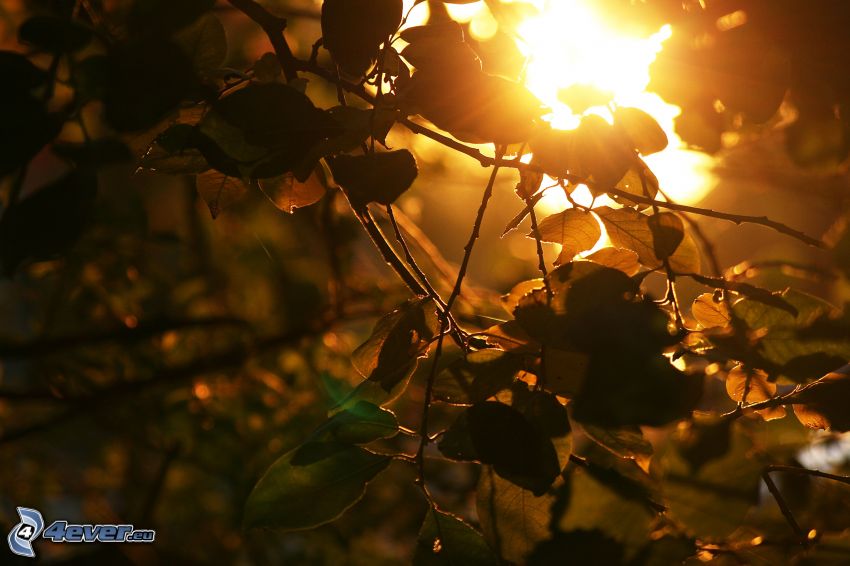 couchage de soleil derrière un arbre, branches, feuilles