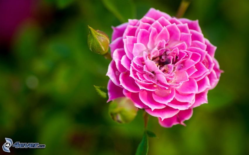 dahlia, fleur rose