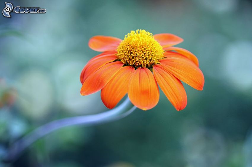 Echinacea, fleur orange