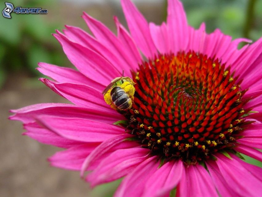 Echinacea, fleur rose, abeille