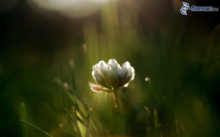 fleur blanche, l'herbe