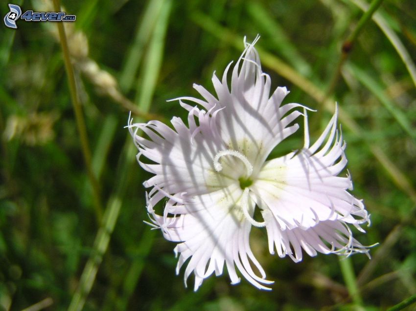 fleur blanche