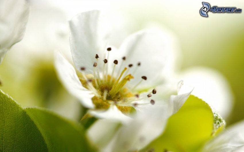 fleur blanche