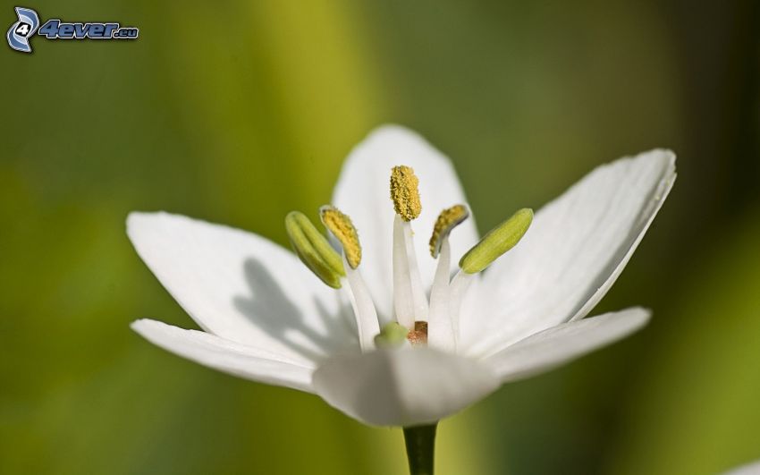 fleur blanche