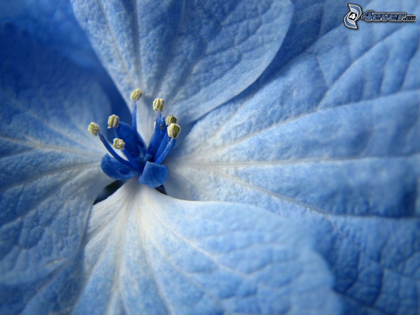 fleur bleue