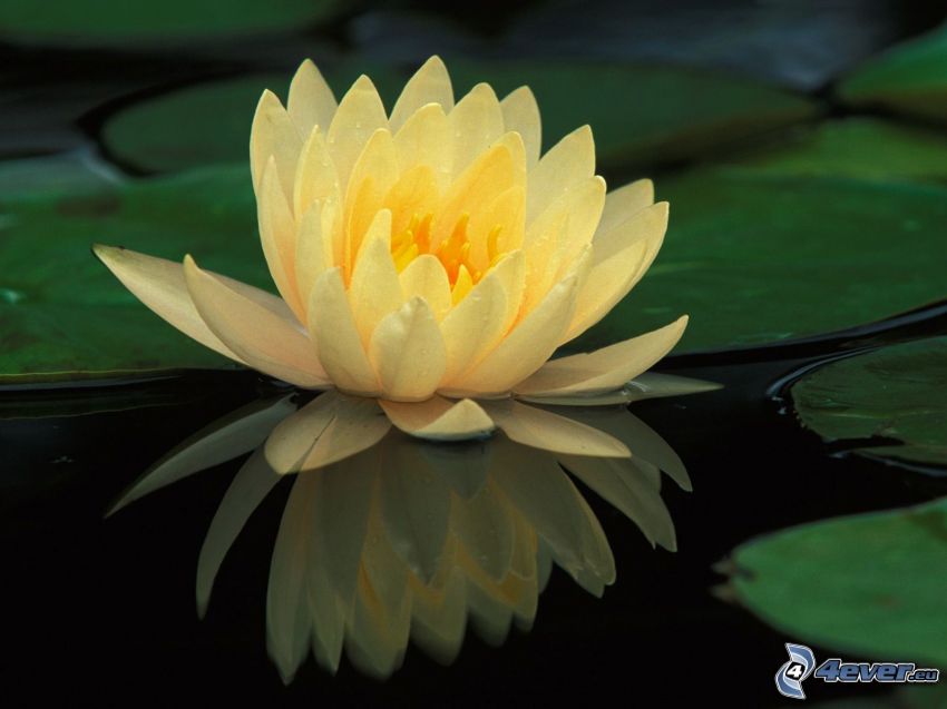 fleur de lotus, fleur jaune, nénuphars