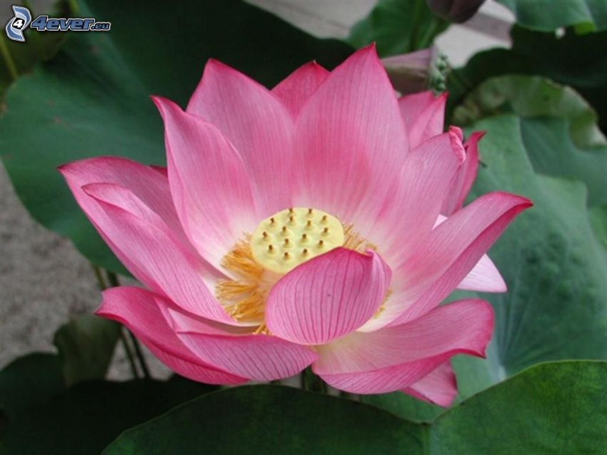 fleur de lotus, fleur rose, nénuphars