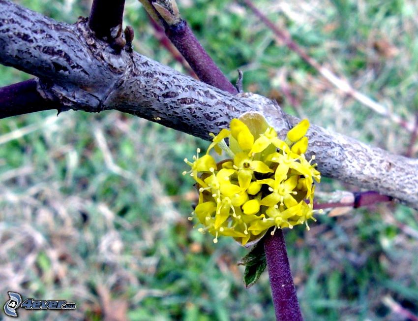 fleur jaune, branche