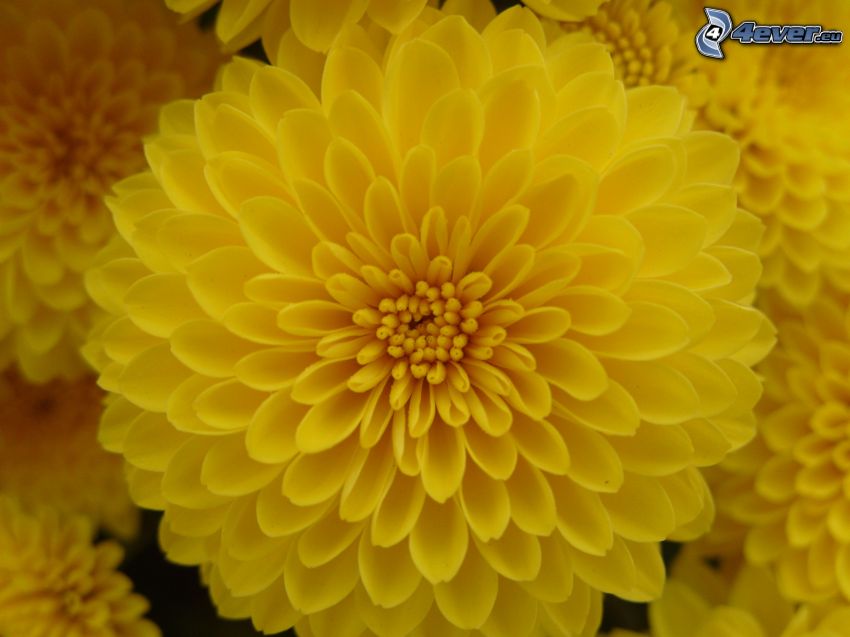 fleur jaune, macro