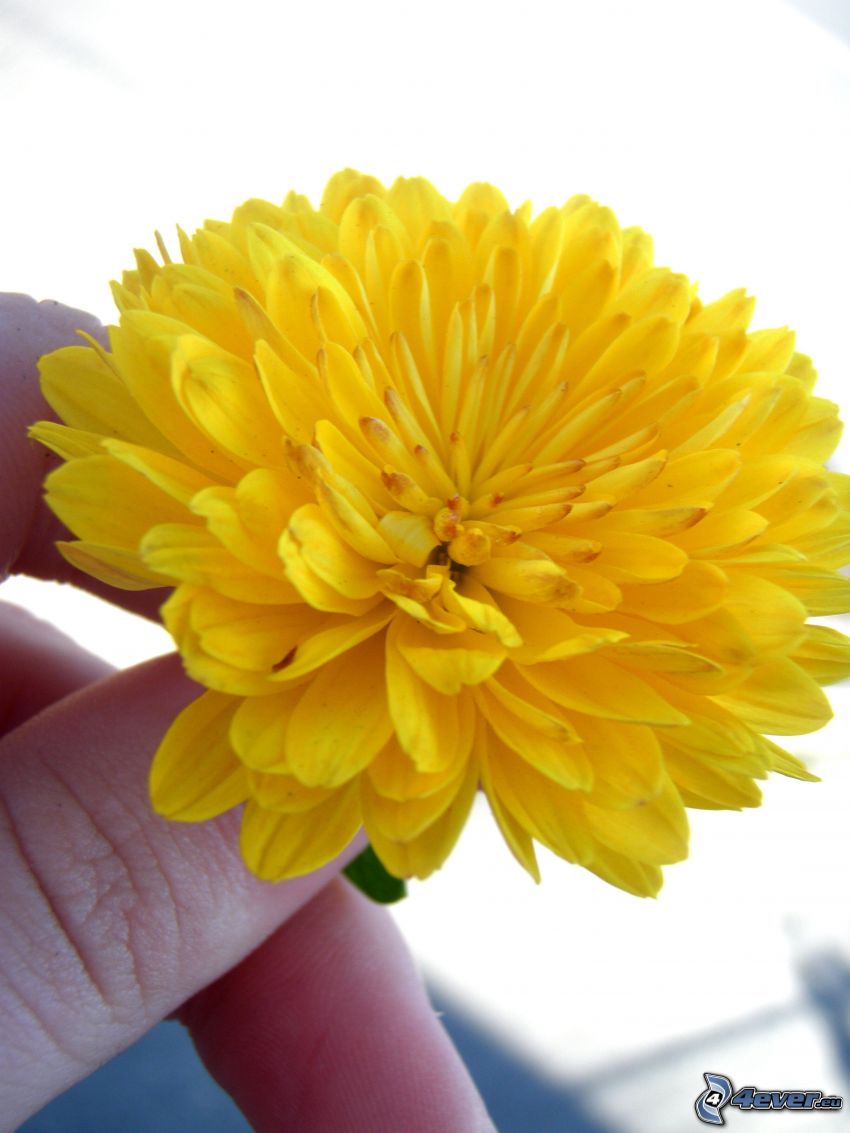 fleur jaune, main