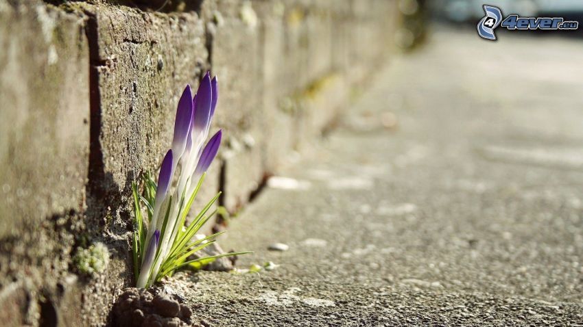 fleur violette, bord du trottoir, route