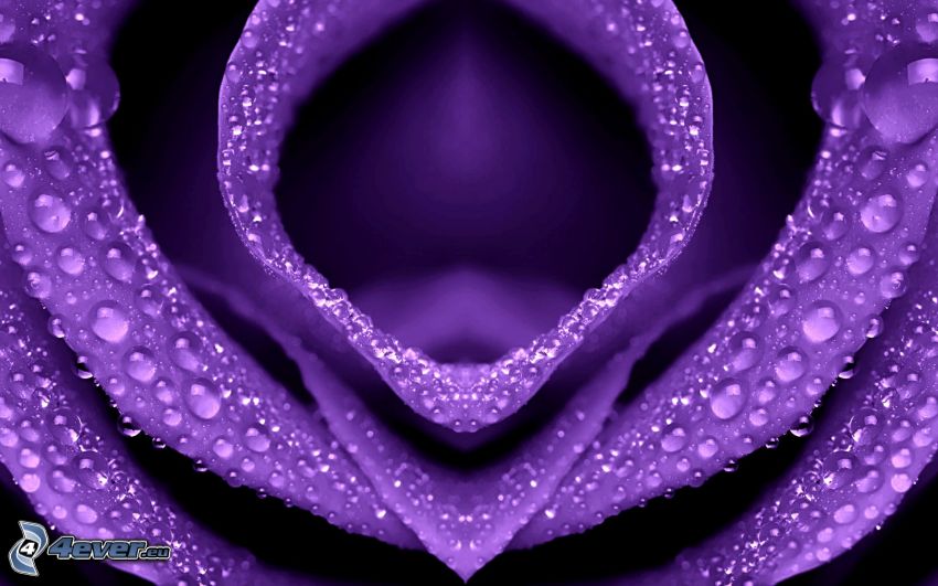 fleur violette, gouttes d'eau