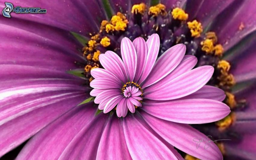 fleur violette, spirale