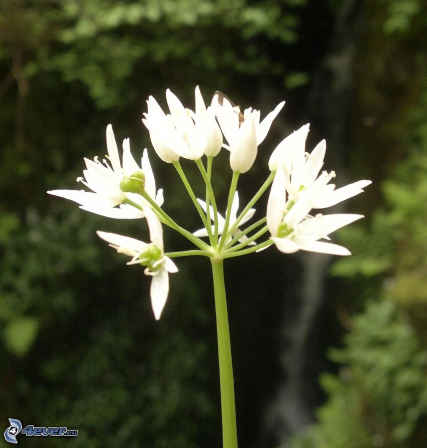 fleurs blanches, ail sauvage