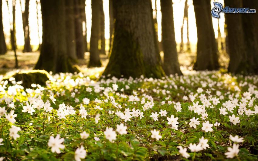 fleurs blanches, forêt