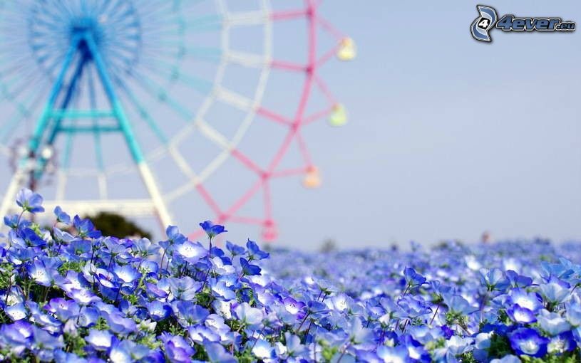 fleurs bleues, carrousel