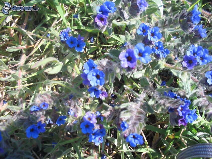 fleurs bleues, l'herbe