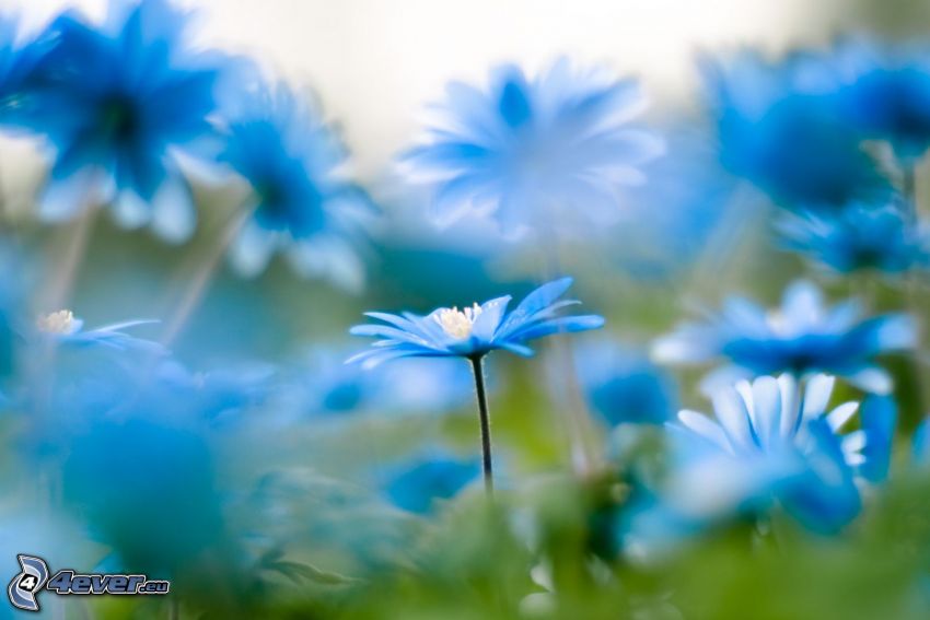 fleurs bleues