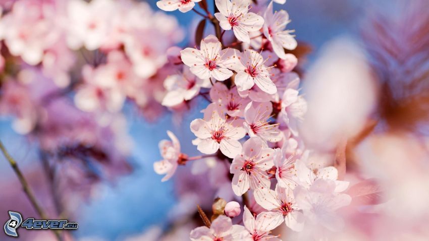 fleurs de cerisier, branche fleurie