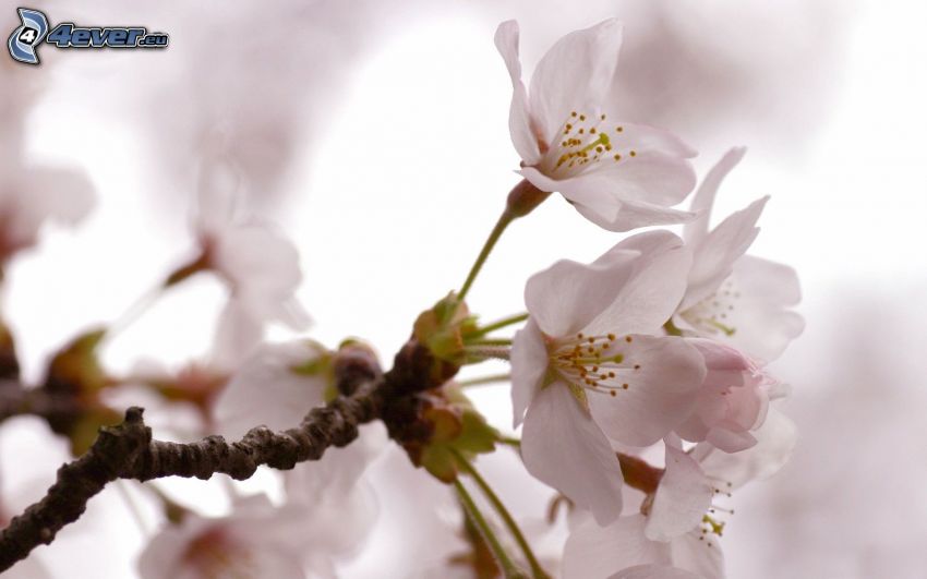 fleurs de cerisier, brindille en fleur