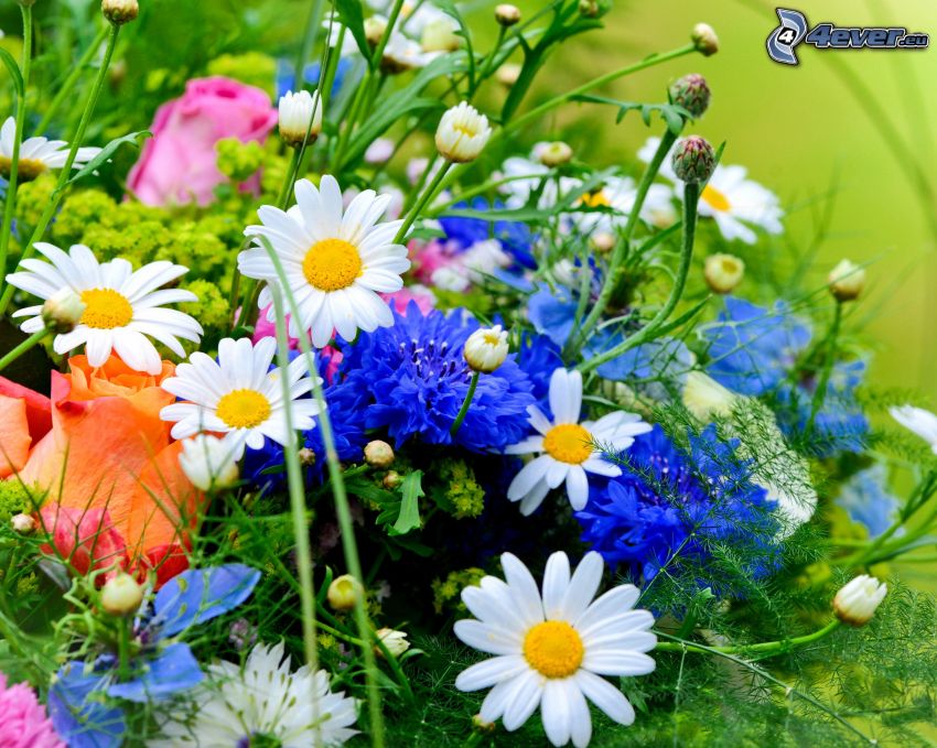 fleurs des champs, marguerites, bleuet