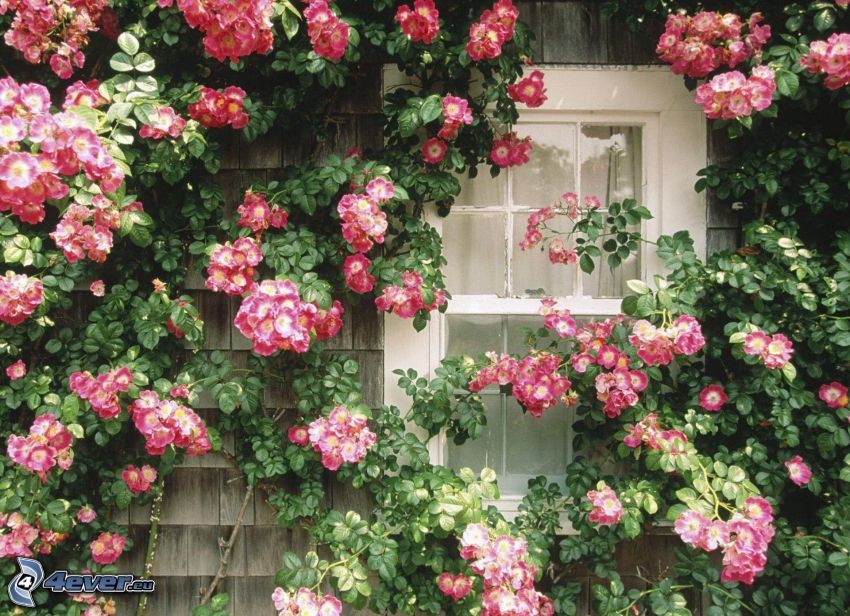 fleurs roses, fenêtre