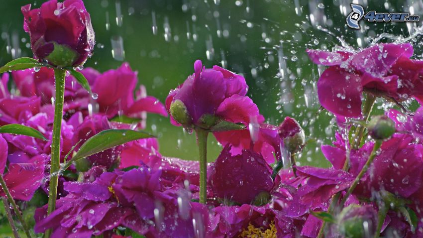 fleurs roses, pluie, gouttes d'eau