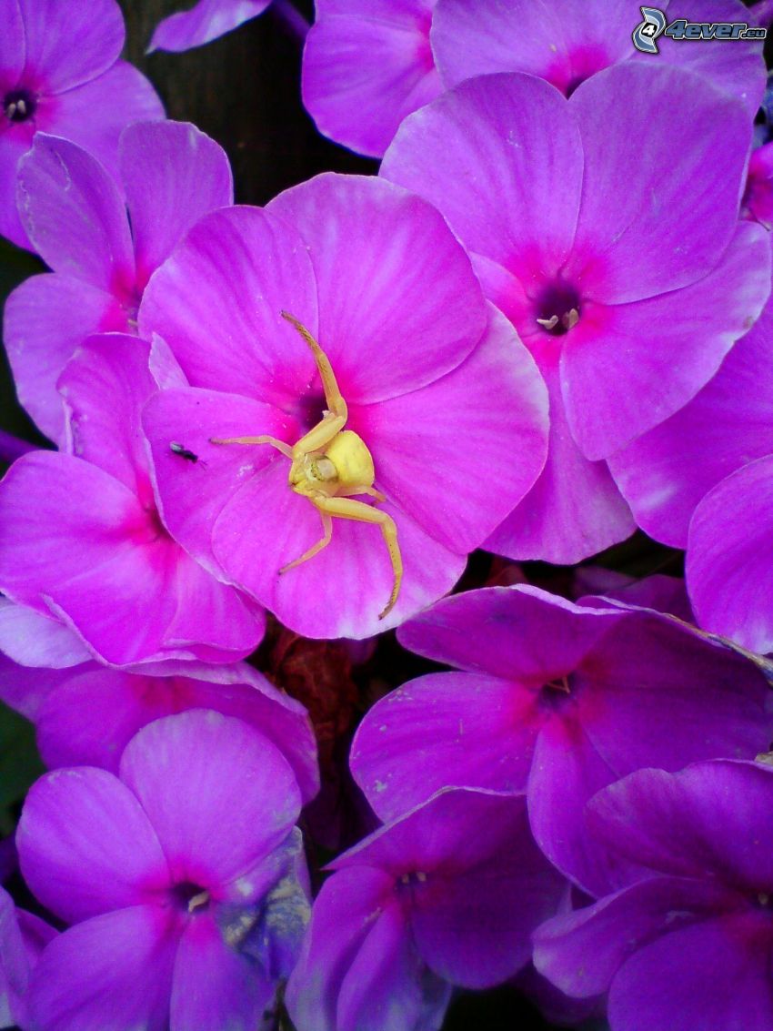 fleurs violettes, araignée