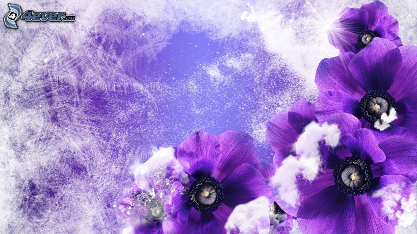 fleurs violettes, cerise