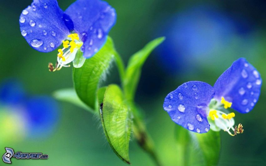 fleurs violettes