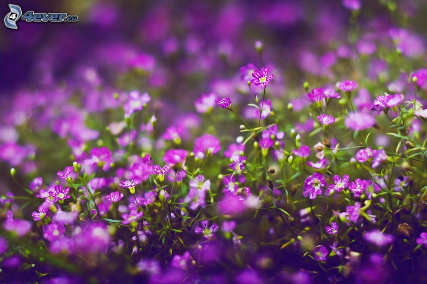 fleurs violettes