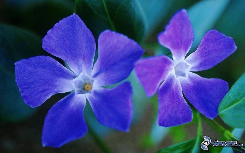 fleurs violettes