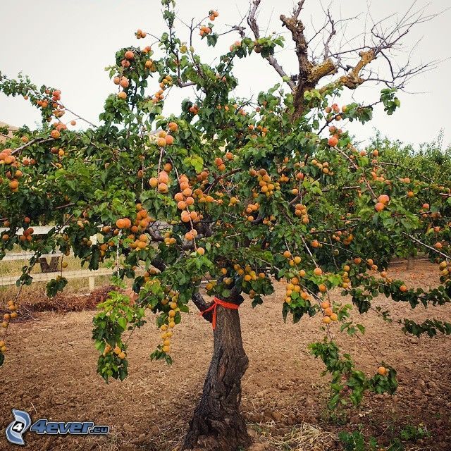 abricots, abricote