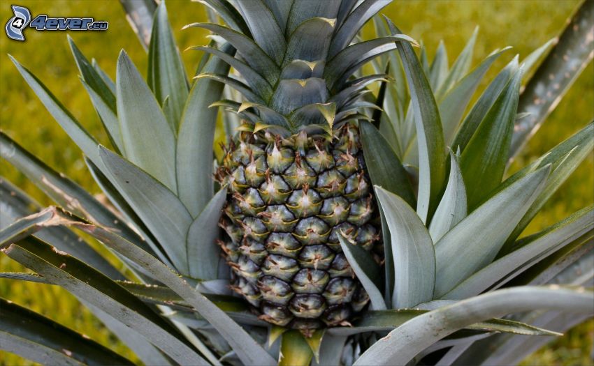 ananas