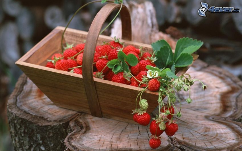 fraises dans un panier