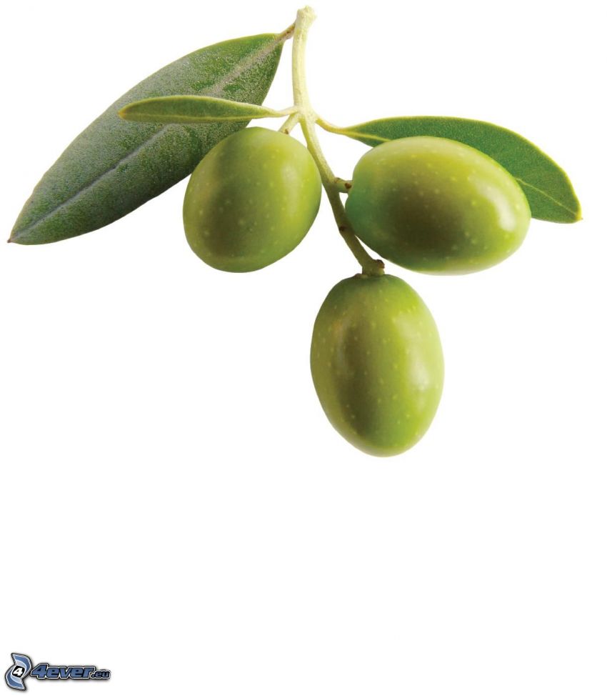 olives, brindille