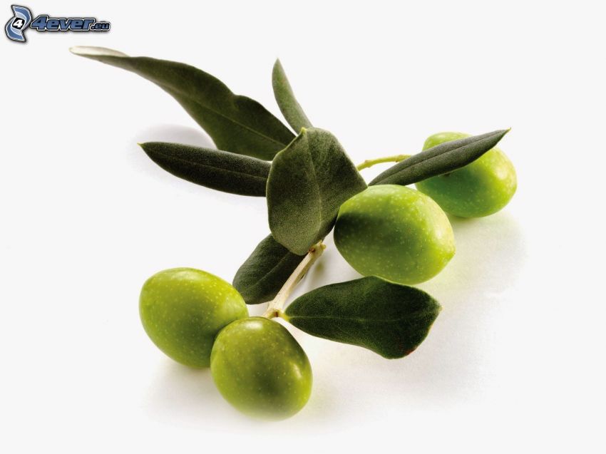 olives, brindille