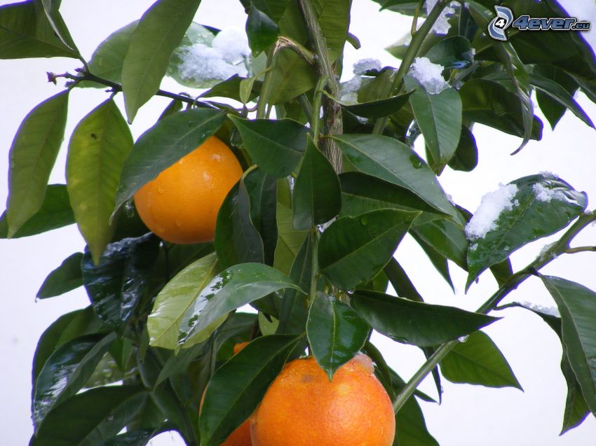 oranges, feuilles