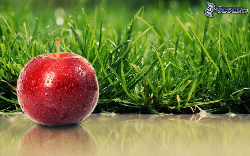pomme rouge, l'herbe