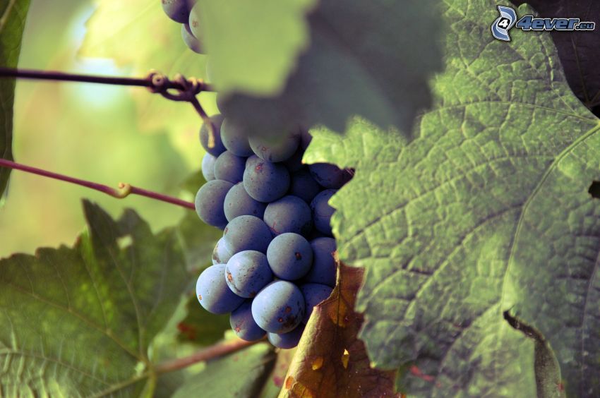 raisin, les feuilles de vigne