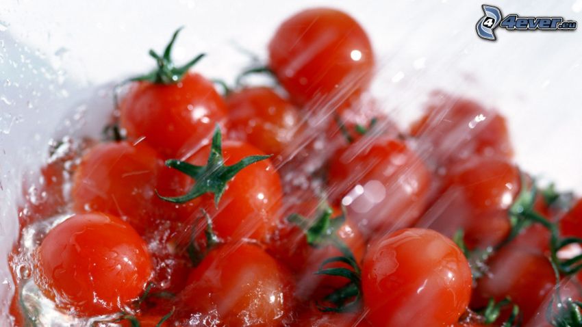 tomates cerises