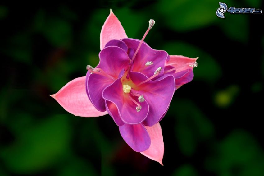 Fuchsia, fleur rose