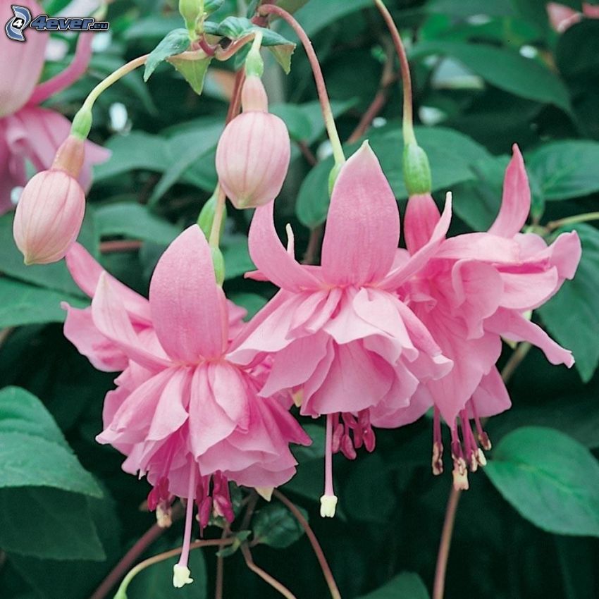 Fuchsia, fleurs roses