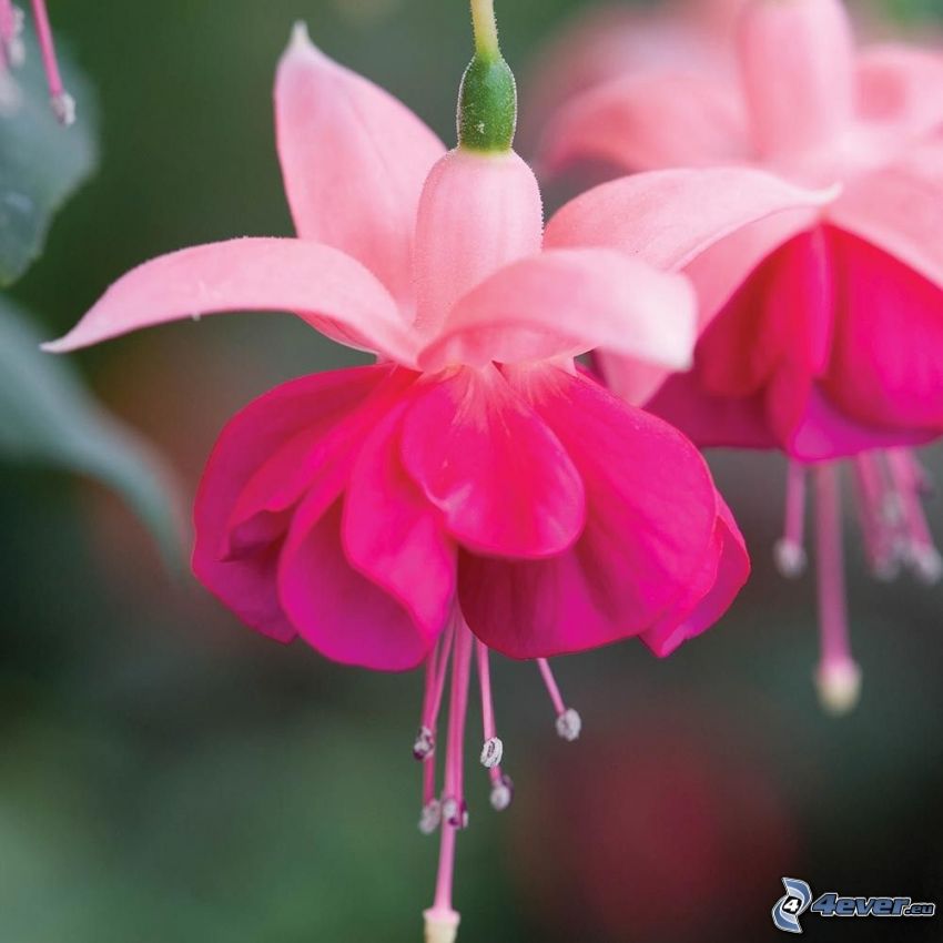 Fuchsia, fleurs roses