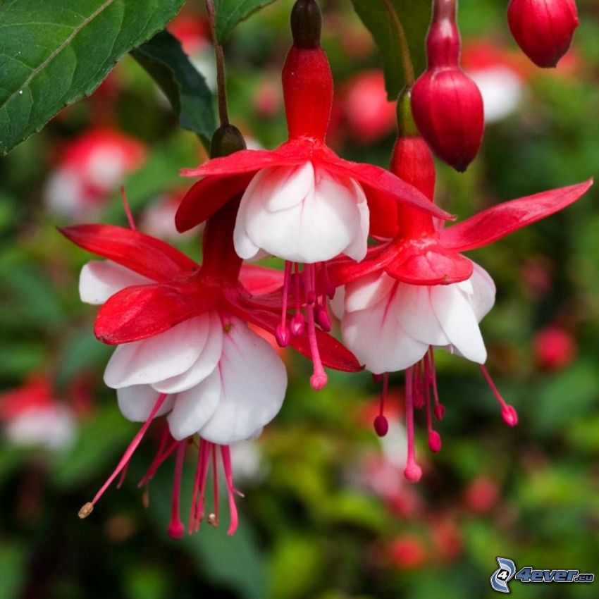 Fuchsia, fleurs rouges