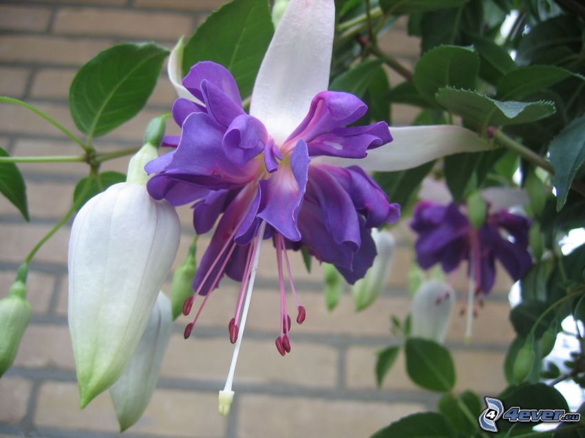Fuchsia, fleurs violettes