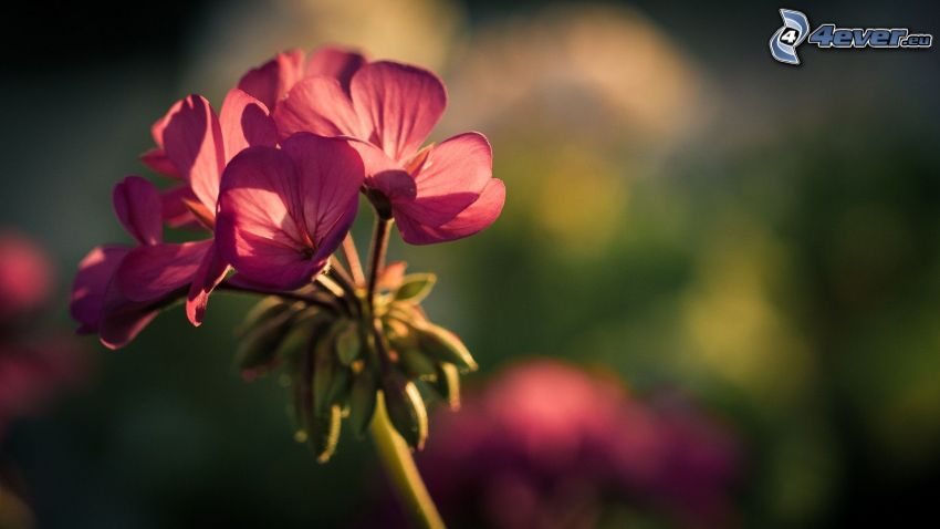 géranium, fleur rose