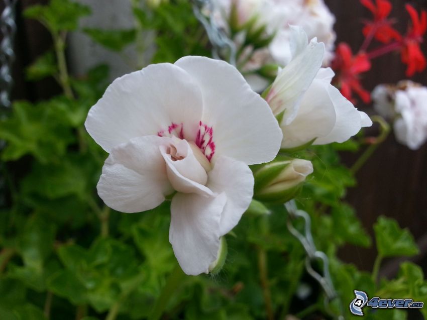 géranium, fleurs blanches